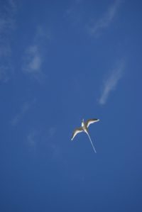 bird-gf3e23cf59_1920